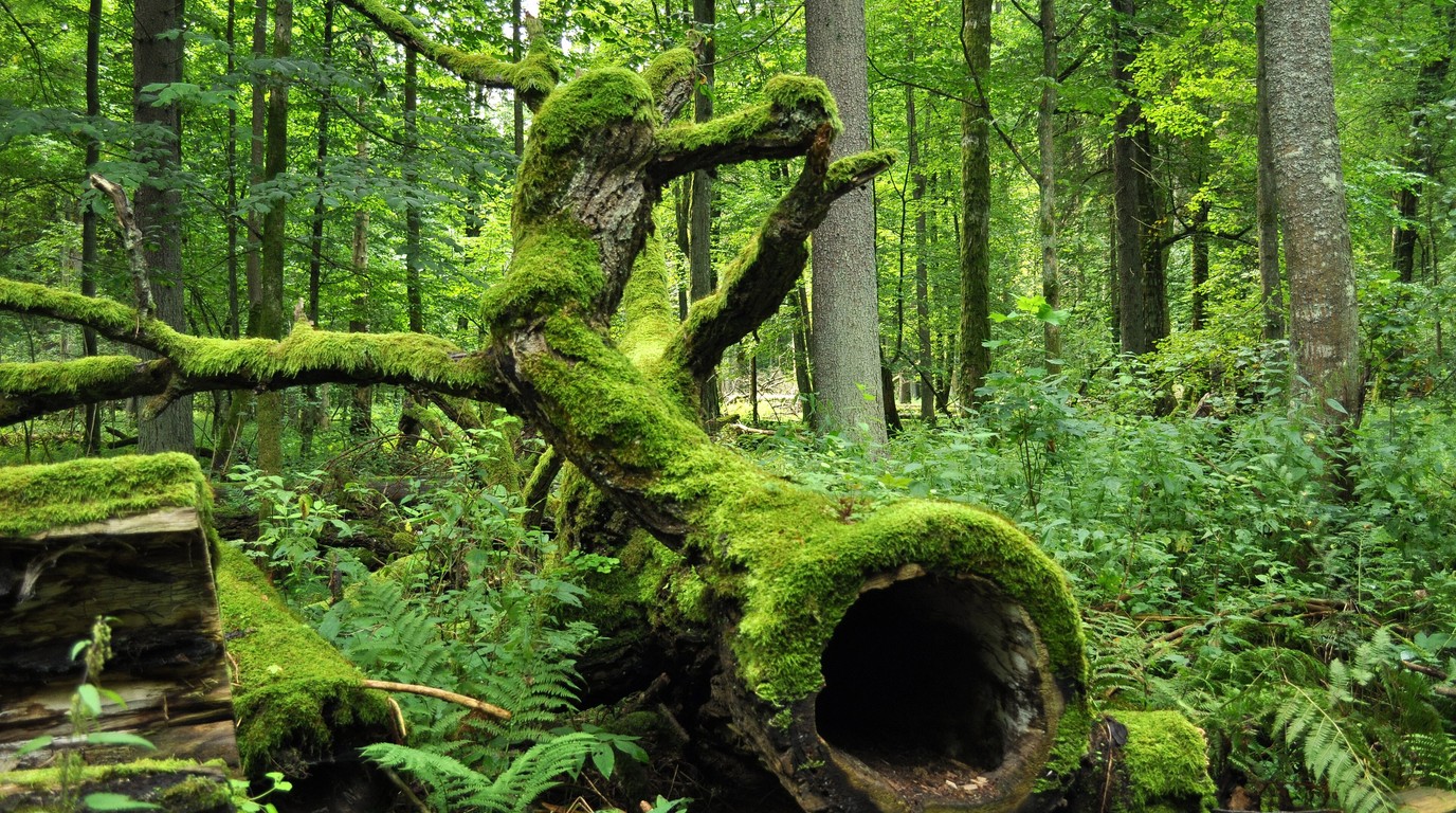 Białowieża National Park