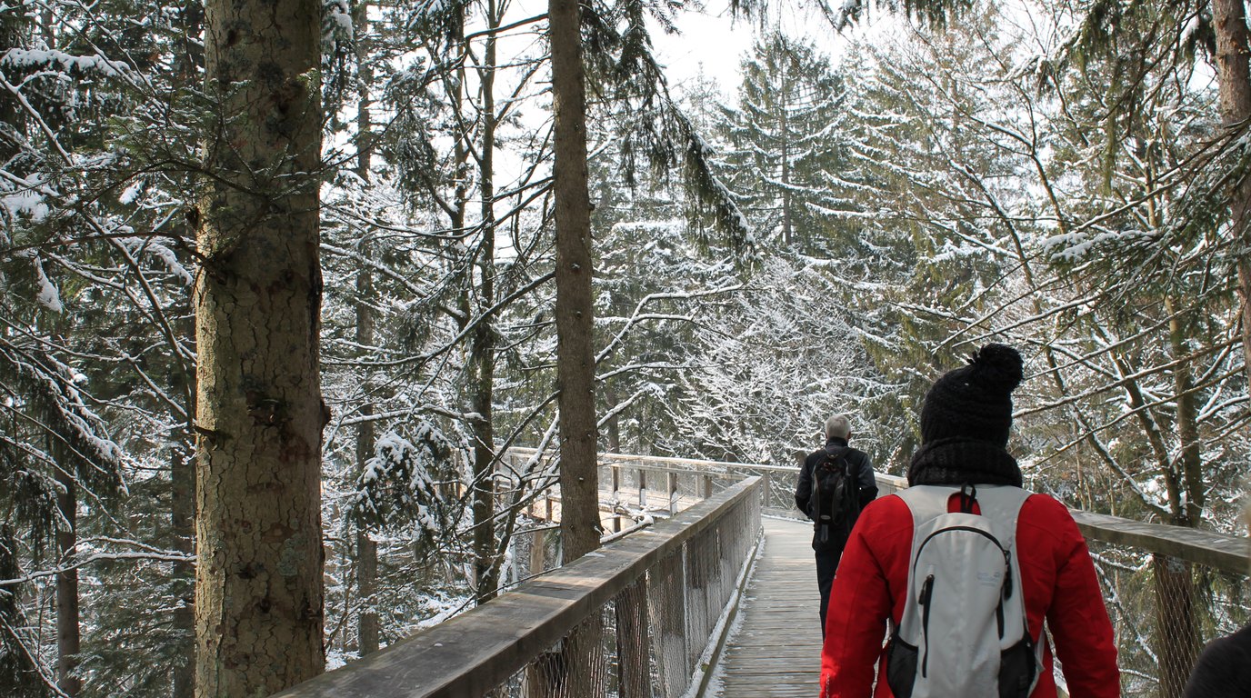 Zalesněné hřebeny Bavorského lesa s dřevěnou stezkou v korunách stromů vedoucí nad údolím